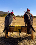 AO Rodeo falconry glove handcrafted in elk or deerskin leather