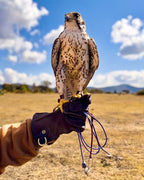 AO Rodeo falconry glove handcrafted in elk or deerskin leather