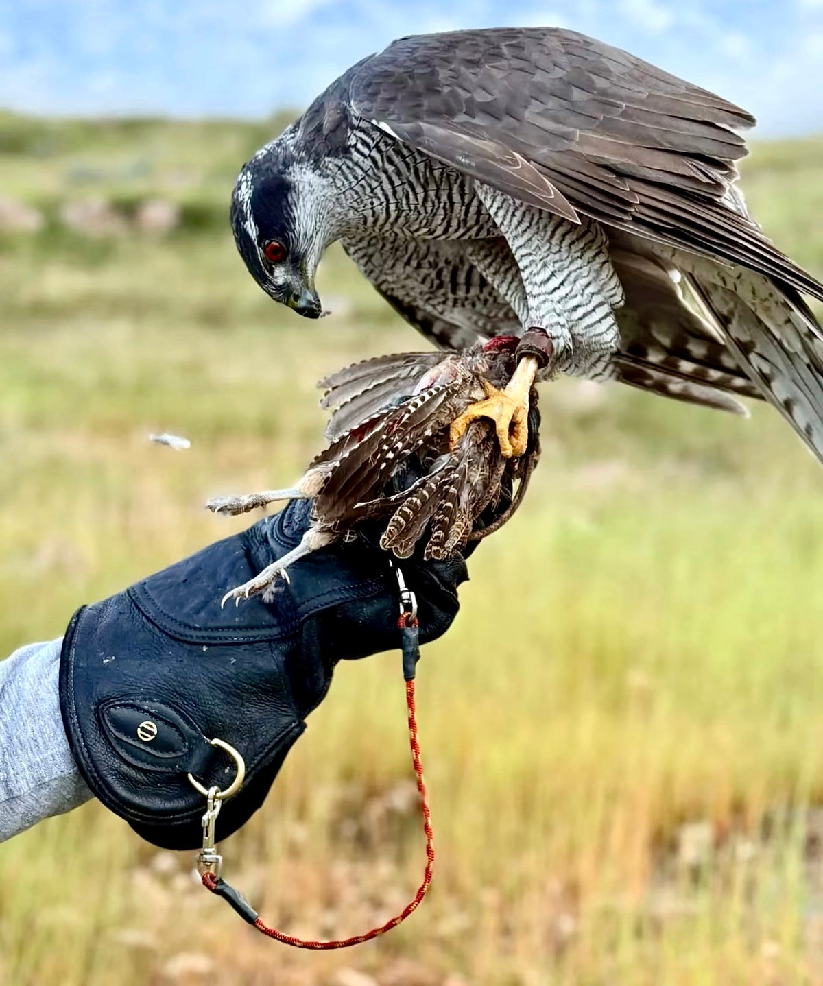 AO Handler Glove in black leather used by a falconer handling a peregrine falcon in the field