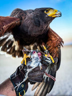 AO Rodeo falconry glove handcrafted in elk or deerskin leather