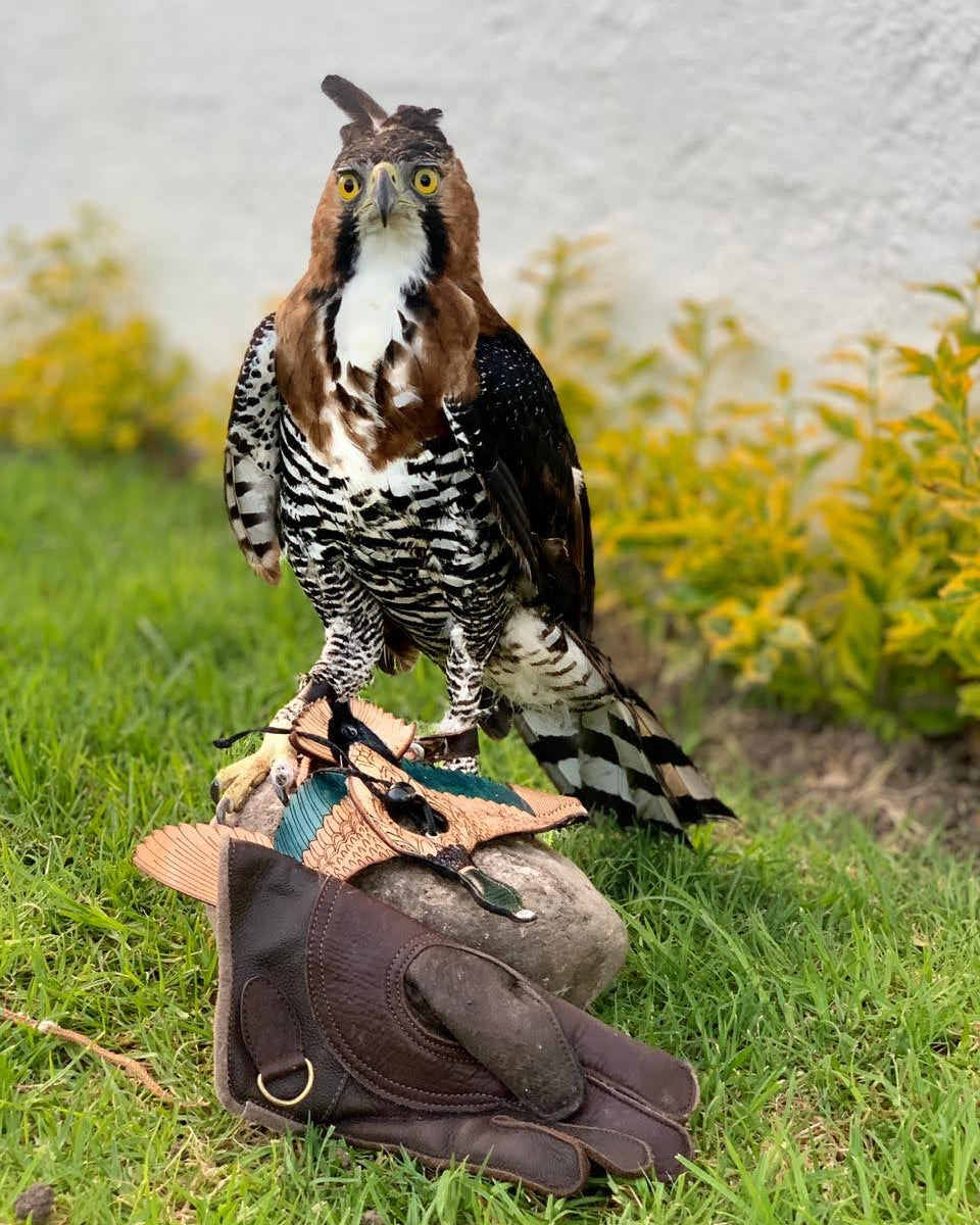 Duck Engraving®️ Double view